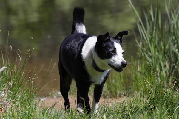 Beau